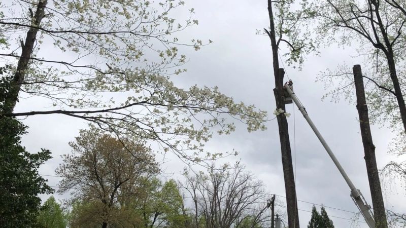 Clean residential yard after completed tree service
