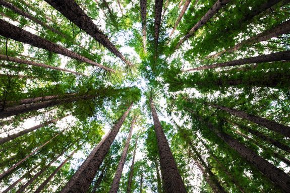 Emergency Tree Services