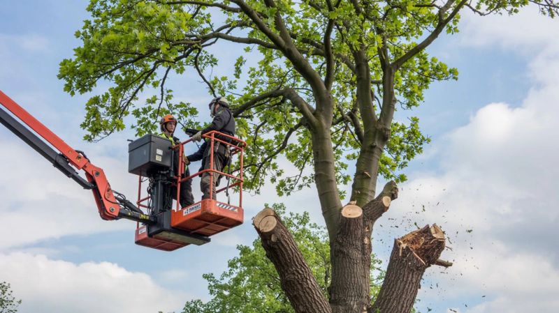 Tree service professional inspecting a mature tree