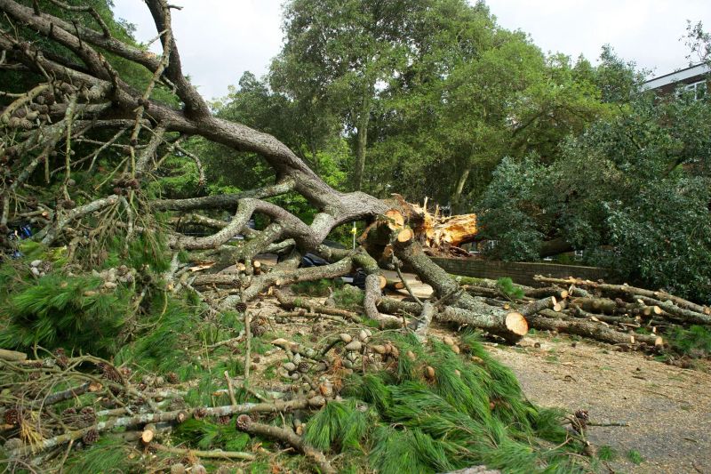 Fallen tree being cleared from a driveway after a storm