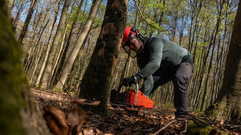 Large oak tree removal in a residential backyard