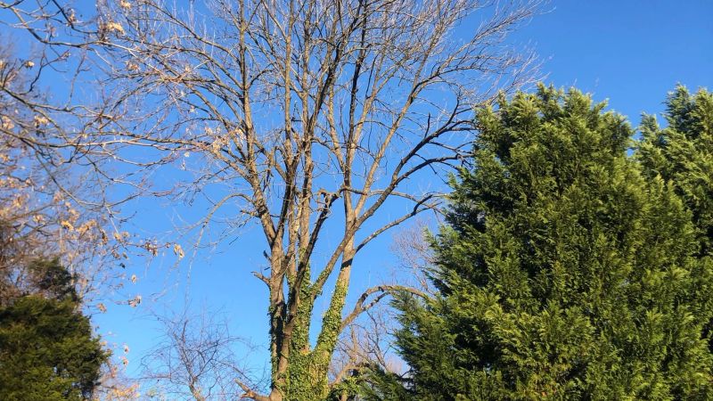 Tree service crew cleaning branches and yard waste