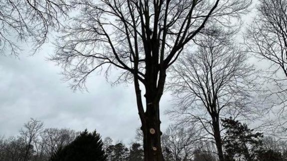 Healthy mature trees in a landscaped North Carolina yard